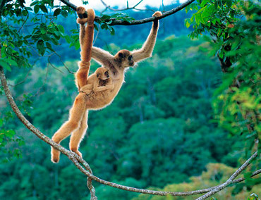 HP Conservation International